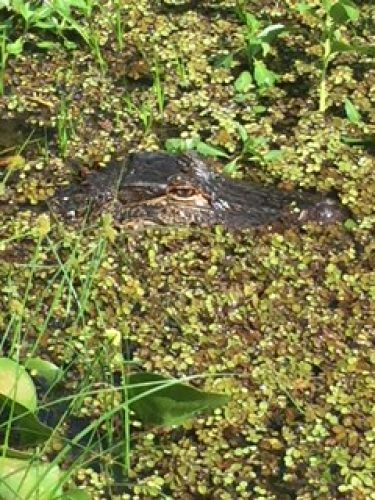 One of many alligators we saw today