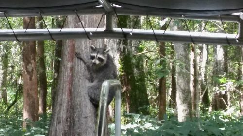 Raccoon just hanging around