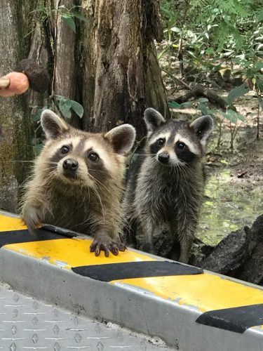 Two precious raccoons with their paws on the boat